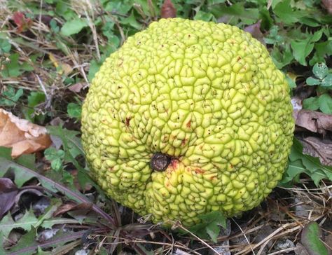 The fruit that looks like a monkey brain - Metro Parks - Central Ohio Park System Monkey Brains, Hedge Apples, Milkweed Plant, Natural Fence, Orange Fruit, Orange Tree, Beautiful Tree, Central Park, Hedges