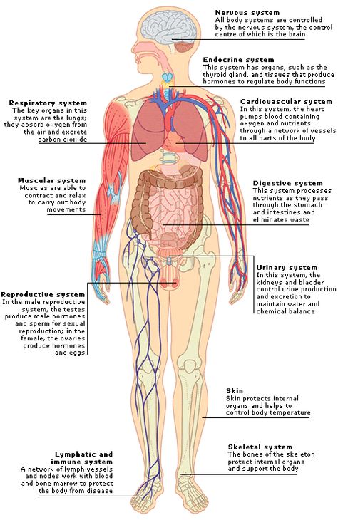 Human Body Biology, Human Body Organ System, Mastectomy Surgery, All Body Systems, Anatomy Organs, Human Body Structure, Ballet Positions, Human Body Organs, Facial Therapy