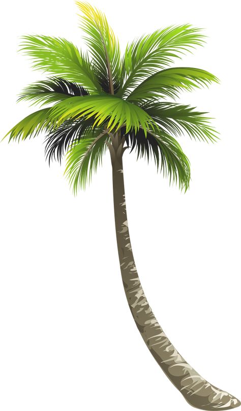 Tamplets Design, Tree Transparent Background, Coconut Tree Png, Potted Palm Trees, Palm Tree Png, Palm Tree Island, Potted Palms, Plant Texture, Palm Tree Art