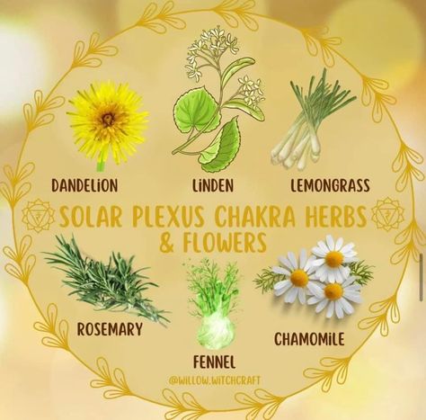 Kitchen Witchery, Herbal Healing, Herbs For Health, Solar Plexus Chakra, Energy Work, Healing Herbs, Natural Health Remedies, Solar Plexus, Planting Herbs