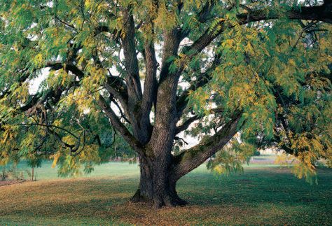 https://flic.kr/p/9PYRAa | 2011 National Champion Black Walnut | The national champion black walnut tree is found in Multnomah, Oregon, with 572 points.   Learn more about the National Register of Big Trees at www.americanforests.org/bigtree/. Garden Palette, Black Walnut Tree, Goth Garden, Painting Trees, Big Trees, California Native Plants, Walnut Tree, Altered Photo, Tree Images