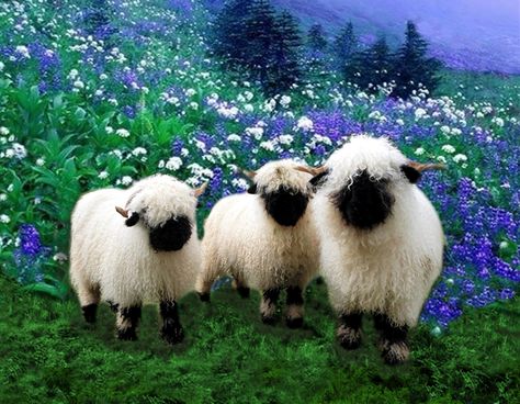 I love Valais Blacknose Sheep! Cloned several stock images to create design for my coffee mug and iPhone. Blacknose Sheep, Valais Blacknose, Valais Blacknose Sheep, Sheep And Lamb, Cute Sheep, Sweet Animals, Animal Photo, 귀여운 동물, Birdy