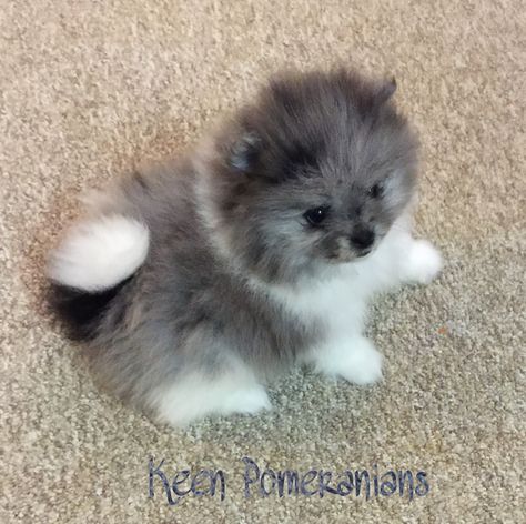 Blue Merle Parti - Image property of Keen Pomeranians. Parti Pomeranian, Teacup Pomeranian Puppy, Blue Merle Pomeranian, Small Pomeranian, Merle Pomeranian, Pomeranian Puppy Teacup, Puppy Find, Cute Pomeranian, Teacup Puppies