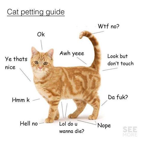 A Guide To Petting Your Cat: Do's, Don't's, And Petting Zones Katt Grejer, Cute Cat Memes, Cat Language, Cat Care Tips, Orange Tabby, Cat Behavior, Cat Facts, Funny Cat Memes, Cute Kittens