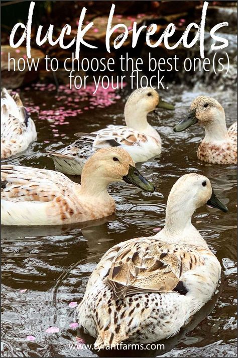 How do you choose the best duck breed for you? Every duck breed has unique features and benefits, so it's important to try to match your needs and wants with the optimal duck breed. In this article, you'll find out how! #tyrantfarms #ducks #raisingducks #backyardducks Welsh Harlequin Duck, Keeping Ducks, Preparedness Ideas, Types Of Ducks, Homesteading Tips, Backyard Ducks, Duck Breeds, Raising Ducks, Muscovy Duck