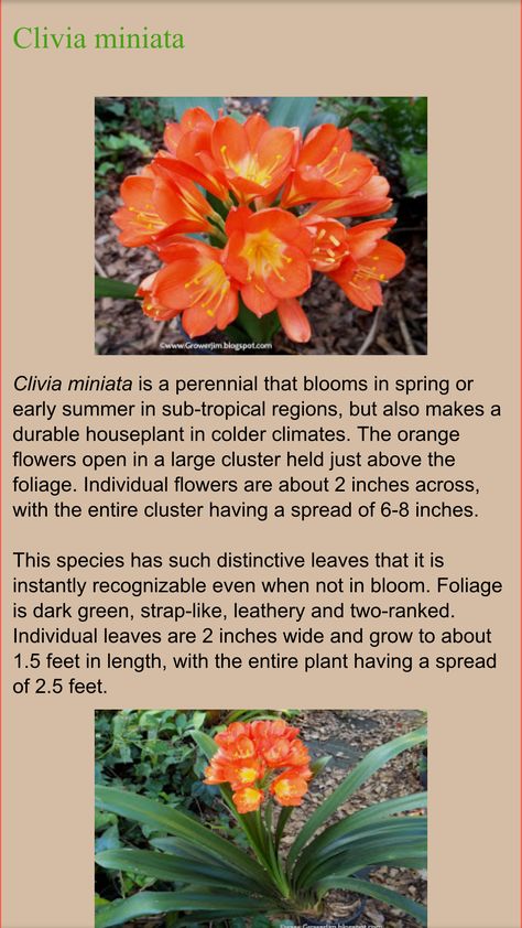 Pia Tree Ivy Care, Clivia Plant, Clivia Flower Drawing, How To Grow Clivias From Seeds, Ceropegia Woodii, Clivia Miniata, Easy Garden Ideas Landscaping, Plant Care Houseplant, Garden Recipes