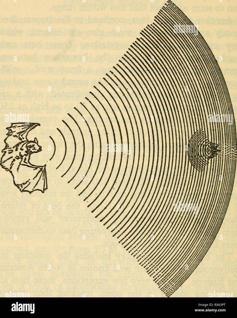 Download this stock image: Echoes of bats and men Echoes of bats and men echoesofbatsmen00grif Year: 1959 ECHOES OF BATS AND MEN Fig. 11. The frequency and wave length of a bat's sound vary during each chirp. This diagram, which is approximately to scale, illustrates the small amount of sound reflected by one insect. United States begin each of their orientation sounds at about 90 kc and end at 45 kc. Since each sound lasts only about 2 milliseconds, this is a very rapid change in frequency; Echo Illustration, Bat Diagram, Echo Drawing, Running Group, Watch Your Words, Human Ear, Sound Art, Waves Tattoo, Energy Drink