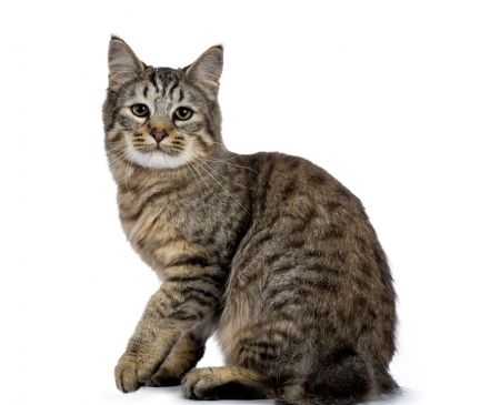 Wondering about the Pixie-Bob breed? Get insights into origins, temperament, size and other characteristics of Pixie-Bob cats. Pixie Bob Cat, Pixie Bob Cats, Bob Cats, Bob Cat, Polydactyl Cat, Beautiful Kittens, Cat Breeder, Kitten For Sale, Cat Breed