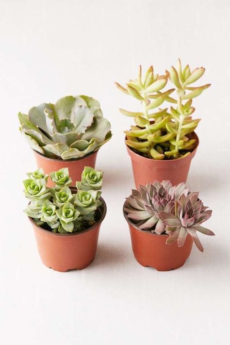 Succulent Soil, Faux Tree, Small Succulents, Drought Tolerant Plants, Hardy Plants, Ceramic Pots, Diy Garden Projects, Plastic Pots, Ceramic Pot