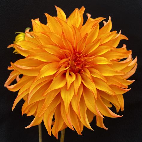 Plants Business, Orange Dahlia, Dahlia Flower, City Limits, Room Paint, Cut Flowers, Orange Yellow, Body Art Tattoos, Paper Lamp