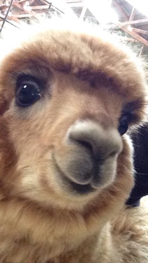 Llama Art, Llama Arts, Dream Farm, Cute Alpaca, Smiley Faces, Silly Animals, Just Smile, Cute Little Animals, Llama