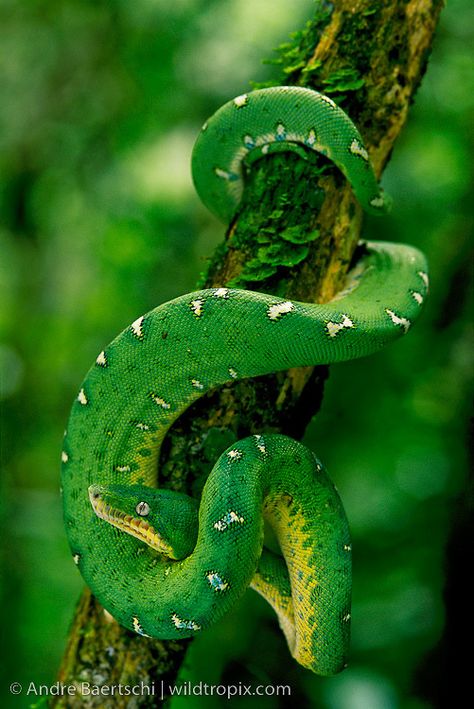 Emerald Tree Boa (Corallus caninus), coiled on a liana, lowland tropical rainforest along the Tuichi River, Madidi National Park, Bolivia. Rainforest Snakes, Snake On Tree, Tropical Rainforest Animals, Emerald Tree Boa, Rainforest Trees, Types Of Snake, Rainforest Animals, Tropical Animals, Beautiful Snakes