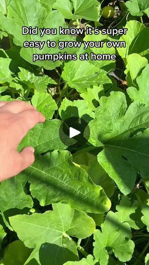 13K views · 175 reactions | #howto grow your own pumpkin patch at home 🌱🎃☀️ #harvest #growyourownfood #organic #planttiktok #garden #gardening #gardentoplate #dinner #pumpkin#fypシ゚viral #fypシ゚ #fyp #fyppage #fypシ゚viralシ #usa #mexico #australia #uk #canada | Joes Garden | Joes Garden · Original audio Home Pumpkin Patch Garden, Pumpkin Patch At Home, Gardening Totes, Planting Pumpkins, Gardening Guide, Growing Pumpkins, Garden Scissors, Florida Gardening, Indoor Vegetable Gardening