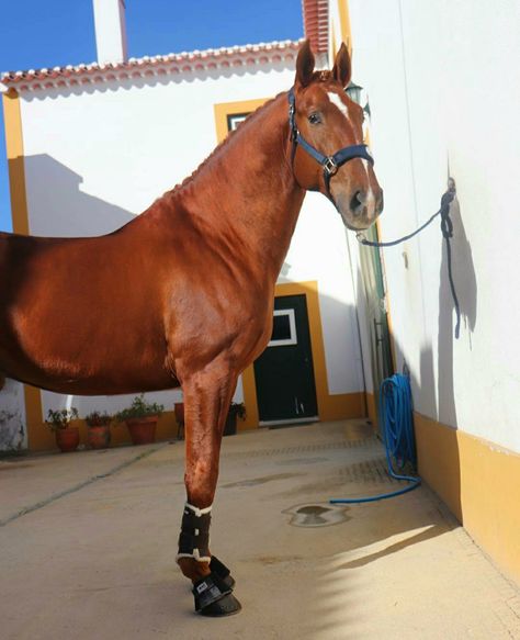 Liver Chestnut Horse, Pre Stallion, Lusitano Stallion, Liver Chestnut, Lusitano Horse, Stallion Horses, Reference Pics, Dream Horse, Chestnut Horse