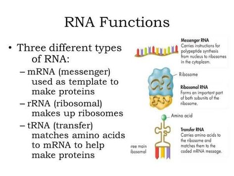 Types of RNA https://biologymam.com/dna-and-rna-structure-and-function/#Types_of_RNA Dna And Rna Structure, Rna Structure, Neet Biology, Dna And Rna, Bio Notes, Structure And Function, Unbelievable Facts, Amino Acids, Biology