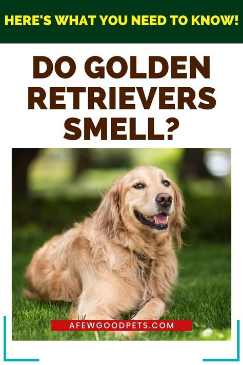 Dog Losing Hair, Golden Retriever Grooming, Big Hearts, Dog Smells, Walking In The Rain, Adorable Dogs, Dental Problems, Different Dogs, Water Dog