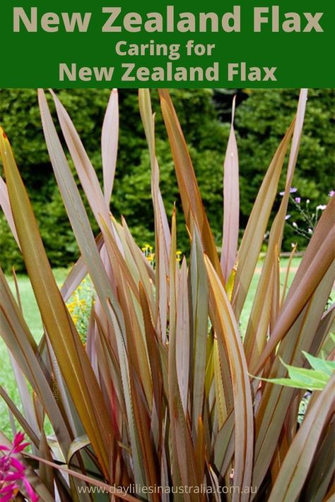 How to grow and care for New Zealand Flax in Australia. Care of Phormium tenax purpureum, Phormium tenax variegatum Phormium cookianum. Flax Plant Landscape, Phormium Planting Schemes, New Zealand Flax Landscaping, New Zealand Flax Plant, New Zealand Plants, Phormium Tenax Purpureum, Phormium Cookianum, Phormium Maori Queen, New Zealand Flax