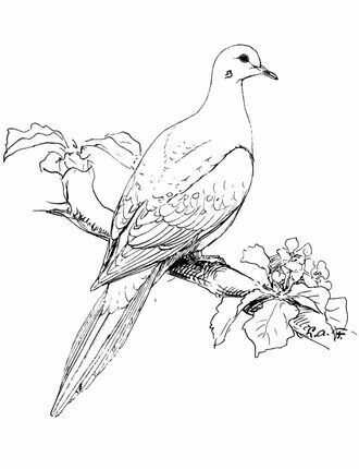 Dove Drawing, Natural Hazards, Dove Tattoos, Wrist Tattoo Ideas, Wrist Tattoo Designs, Dove Tattoo, Coloring Page Free Printable, Bird Sketch, Animal Illustration Art