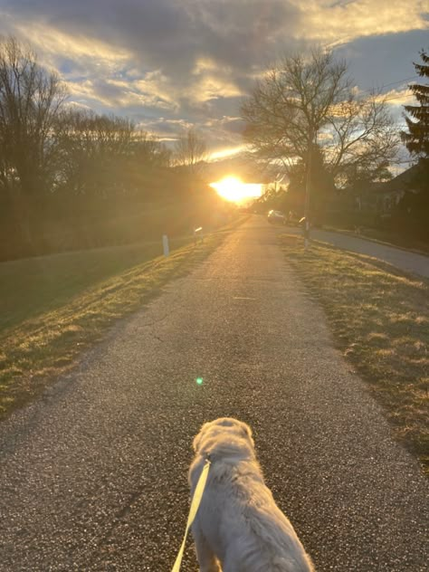 Dog Walk Asthetic, Early Morning Dog Walk, Walking Golden Retriever Aesthetic, Morning Dog Walk Aesthetic, Walk Dog Aesthetic, Dog Walks Aesthetic, Walking Asethic, Daily Walks Aesthetic, Dog Walk Aesthetic