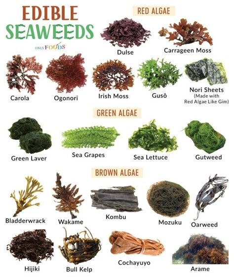 Types of Sea Vegetables (Edible Seaweeds) - List With Pictures Edible Seeds List, Tower Farming, Miso Recipe, Edible Seaweed, Types Of Sushi, Spice Garden, Sea Vegetables, Food Infographic, Herbs For Health