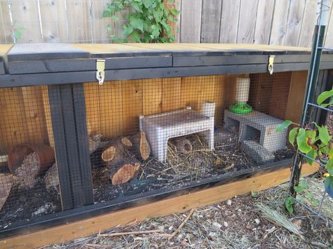 coturnix quail | Out of Eden Coturnix Quail Pen Ideas, Quail Cage Setup, Quail Brooder Ideas, Quail Pen Ideas Diy, Quail Coop Diy, Coturnix Quail Housing, Button Quail Enclosure, Quail Cage Ideas, Quail Setup