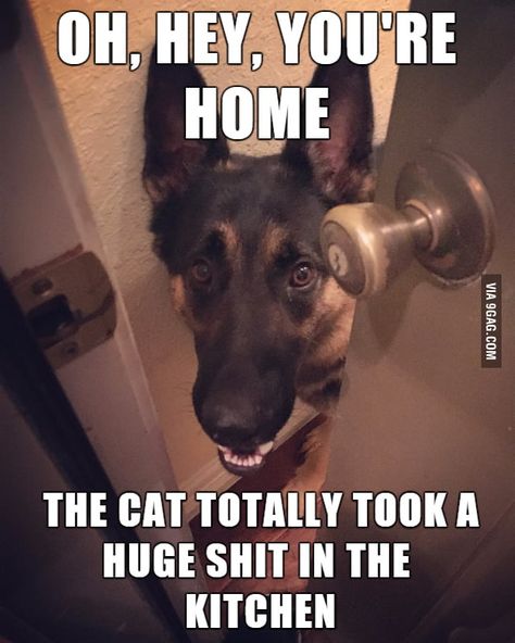 Baby German Shepherds, German Shepherd Memes, Funny German Shepherd, German Shepherd Funny, Funny Dog Memes, Funny Animal Jokes, Dog Door, German Shepherd Dog, Shepherd Puppies