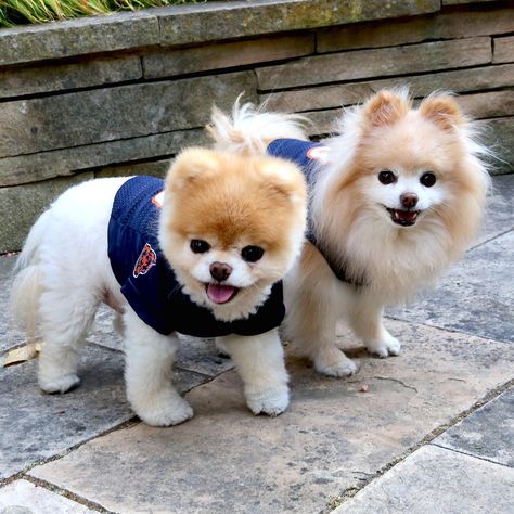 We <3 Buddy and Boo! "we don't like to show favoritism or anything but ... DA BEARS! much love from football's football sized fans. xoxo" Cute Tiny Dogs, Boo And Buddy, World Cutest Dog, Boo The Dog, Cute Pomeranian, What Team, Very Cute Dogs, High Hopes, Heels High