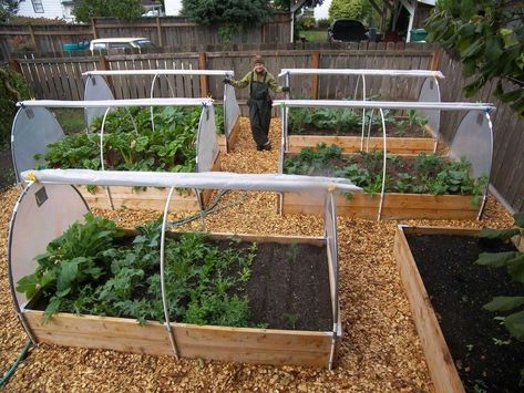 Vegetable Garden Beds, Gardening Backyard, Vegetables Garden, Raised Vegetable Gardens, Small Vegetable Gardens, Starting A Vegetable Garden, Diy Raised Garden, Plants Growing, Backyard Vegetable Gardens