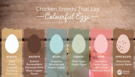 Do Easter Egger Chickens Lay Eggs | Chicken Breeds That Lay Different Coloured Eggs Egg Laying Chickens Breeds, Colored Egg Layers Chicken Breeds, Barnvelder Chickens Eggs, Pink Eggs Chickens, Easter Egger Eggs, Delaware Chicken Egg Color, Moss Egger Chicken, Chicken Types And Eggs, Chickens And Their Egg Colors