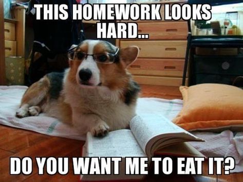 Submitted by: Unknown                        Tagged:   cute ,  dogs ,  glasses ,  funny ,  homework   Share on Facebook Dog Humor, Funny Animals With Captions, Cartoon Coloring, Animals Cartoon, Funny Animal Quotes, Funny Dog Memes, Funny Captions, Funny Animal Jokes, Hilarious Memes