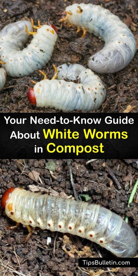 Learn if clear worms, or pot worms, are good or bad for the compost pile. While red worm casting is normal when composting worms to turn food scraps into finished compost, a white worm is unexpected. Yet, these worms are a beneficial part of the composting process. #white #worms #compost #clear Compost Pile Diy, Diy Worm Compost Bin, Compost Worms, Composting Worms, Red Worm Composting, Worm Farm Diy, Worm Farms, Worm Beds, Red Wiggler Worms