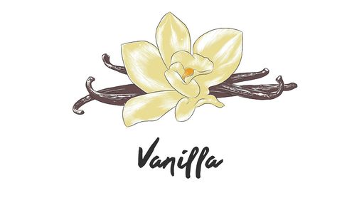 Vanilla Drawing, Food Background Wallpapers, Nova Logo, Ice Cream Logo, Food Backgrounds, Cute Anime Chibi, Color Palette Design, Food Drawing, Anime Stickers