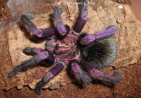 Creepy Crawlies, Arachnids, A Plane, Spiders, Animal Pictures, Insects, Tattoo Ideas, Pink, Animals