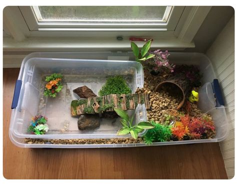 Water Turtle Tank Ideas Indoor, Diy Tortoise Habitat Indoor Easy, Turtle Tank Setup Ideas Diy, Turtle Homes Ideas Indoor, Water Turtle Tank Ideas, Diy Turtle Habitat, Turtle Habitat Ideas Indoor, Box Turtle Habitat Indoor, Turtle Aquarium Ideas