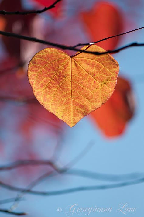 Heart Leaf Heart In Nature, Autumn Love, I Love Heart, Airbrush Art, Red Leaves, Autumn Beauty, Beautiful Heart, Heart Art, Autumn Trees