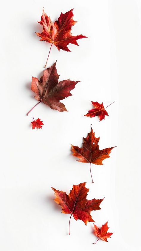 Autumn leaves on white background | free image by rawpixel.com / Busbus Cute Fall Wallpaper Iphone Backgrounds, Autumn Nature Wallpaper, Autumn Leaves Aesthetic, Fall Leaves Wallpaper, Iphone Wallpaper Autumn, Iphone Wallpaper Minimal, Nature Wallpaper Iphone, Fall Leaves Background, Wallpaper Leaf