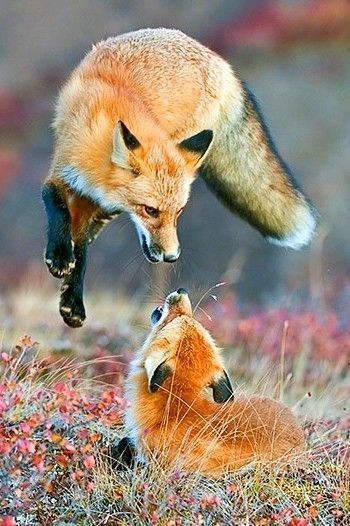 Fuchs Baby, Fantastic Fox, Regnul Animal, Wild Dogs, Cute Fox, Red Fox, Animal Photo, 귀여운 동물, Animals Friends