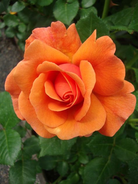 Photo of Rose (Rosa 'Easy Does It') uploaded by Paul2032 Rose Flower Pictures, Rose Gold Wallpaper, Rose Nail Art, Rose Pictures, Pretty Roses, La Rose, Orange Roses, Beautiful Rose Flowers, Rose Wallpaper