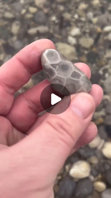 Stone Carving Ideas, Fossil Ideas, Cleaning With Vinegar, Petosky Stone, Devonian Period, Texture Stone, Hidden In Plain Sight, Petoskey Stone, Geology Rocks