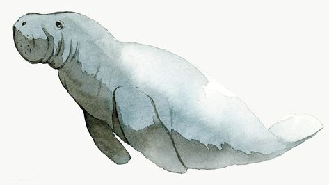 Apartment Prints, Manatee Art, Drawing Stuff, Watercolor Sketch, Ocean Animals, Stock Paper, Watercolor Animals, Fine Arts Posters, Art Stuff