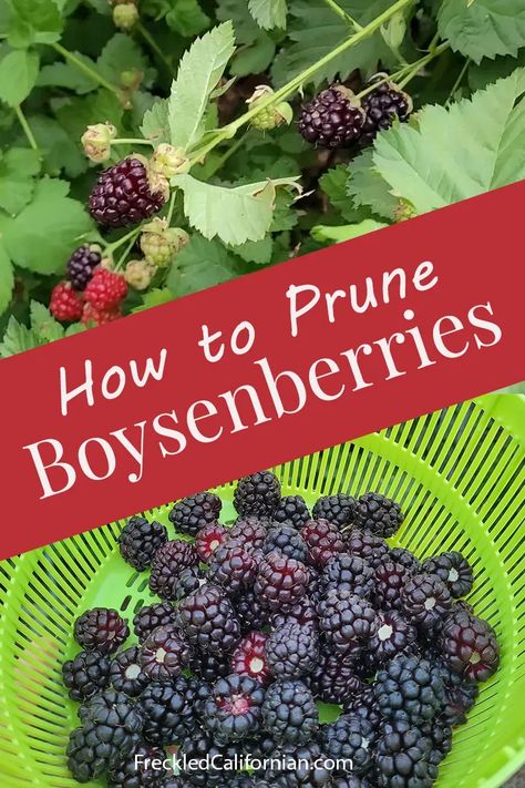 Here in Southern CA, it's time to prune boysenberries! I'm showing you how we prune our vines each year for a bountiful harvest! Growing boysenberries in our climate is quite simple. It's also great to grow them because boysenberries are not readily available in stores. Growing Boysenberries, Boysenberries Recipes, Boysenberry Recipes, Herb Containers, Starting A Vegetable Garden, Home Grown Vegetables, Gardening Zones, Food Forest, Edible Landscaping