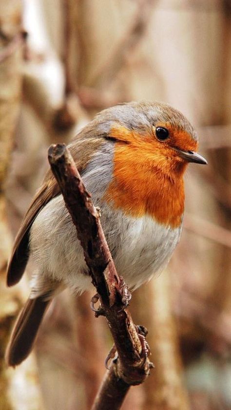 European Robin, Robin Bird, Airbrush Art, Bird Pictures, Pretty Birds, Bird Photo, Colorful Birds, Cute Birds, Little Birds