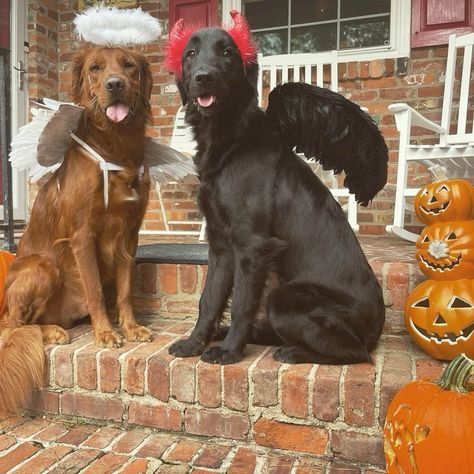 Halloween Costumes For Dogs, Costumes For Dogs, Bat Dog, Werewolf Costume, Halloween Dogs, Dog Halloween Costume, Spider Costume, Halloween Beauty, Scary Dogs