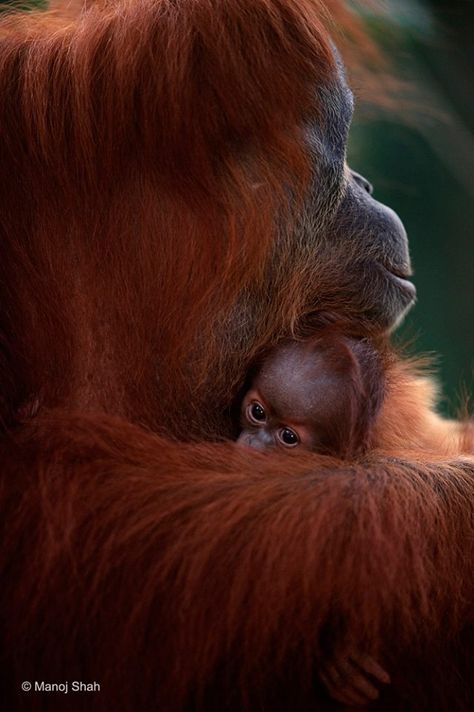 Manoj Shah captured this tender, nurturing moment between mother and offspring in Gunung Leuser National Park Buy Land, Great Ape, Nice Picture, Endangered Animals, Baby Sister, Primates, Sweet Animals, Facial Expressions, Palm Oil