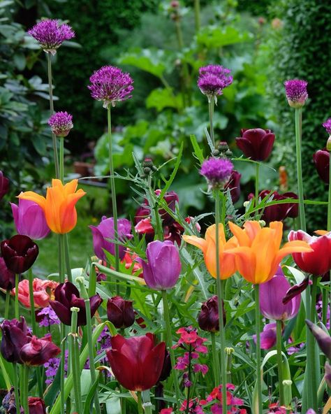 Photographer Mette Krull on Instagram: “May 19th. Allium and mix of tulips.” Allium And Tulip Garden, Tulips Garden Design, Pinterest Plant, Growing Tulips, Tulip Colors, Tulips Arrangement, Planting Tulips, Tulip Garden, Succession Planting