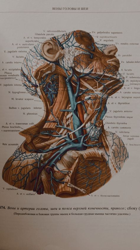 Human Body Diagram Aesthetic, Liver Aesthetic Drawing, The Human Body Aesthetic, Anatomy Poster Aesthetic, Human Anatomy Wallpaper, Human Anatomy Aesthetic, Human Biology Aesthetic, Anatomy Drawing Medical Art, Medical Illustration Art