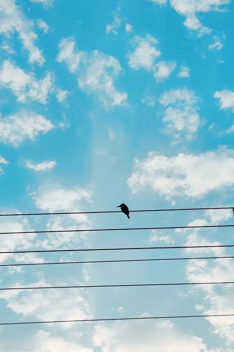 beautiful sky and bird Bird Sitting, Morning Sky, Painting Inspo, Beautiful Morning, Little Bird, Quick Saves