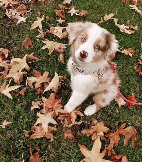 Koa’s Korner 🤍🐾 on Instagram: “FALLing in love with leaves🍂🍁 • • • • • @mydogiscutest @aussie.hub #aussiesofinstagram #aussiesdoingthings #australianshepherd…” Australian Shepherd Aesthetic, Puppy Aussie, Fall Drawings, Aussie Puppies, Really Cute Dogs, Australian Shepherd, Adorable Animals, Autumn Leaves, Falling In Love