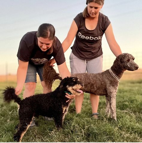 Phantom Poodle, Low Shedding Dogs, Moyen Poodle, Parti Poodle, Nanny Dog, Miniature Poodle, Dog Agility, American Kennel Club, Standard Poodle