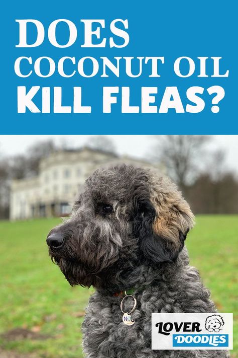 Kill Fleas On Dogs, Homemade Flea Spray, Flea Spray For Dogs, Dog Flea Remedies, Essential Oils For Fleas, Coconut Oil For Fleas, Get Rid Of Fleas, Killing Fleas, Flea Remedies